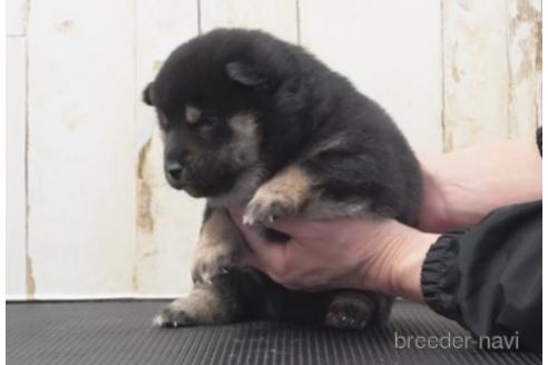 成約済の埼玉県の柴犬-204507の2枚目